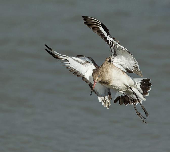 Black Tailed Godwit - David Schenck.jpg